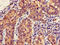 L/S Afadin antibody, orb48928, Biorbyt, Immunohistochemistry paraffin image 
