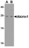 Akirin 1 antibody, 56263, QED Bioscience, Western Blot image 