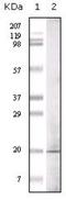 Glucagon antibody, NBP1-51530, Novus Biologicals, Western Blot image 