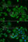 C1D Nuclear Receptor Corepressor antibody, A6448, ABclonal Technology, Immunofluorescence image 