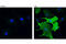 Myelin Protein Zero Like 1 antibody, 8088S, Cell Signaling Technology, Immunofluorescence image 