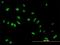 Ly1 Antibody Reactive antibody, H00055646-B01P, Novus Biologicals, Immunocytochemistry image 