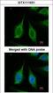 Pyrophosphatase (Inorganic) 1 antibody, GTX111031, GeneTex, Immunofluorescence image 