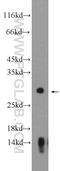 Kallikrein Related Peptidase 2 antibody, 10812-1-AP, Proteintech Group, Western Blot image 