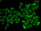 Ataxin 1 antibody, 22-058, ProSci, Immunofluorescence image 