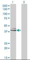 GPN-Loop GTPase 1 antibody, orb89778, Biorbyt, Western Blot image 