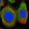 Transmembrane Protein 78 antibody, NBP1-93786, Novus Biologicals, Immunofluorescence image 