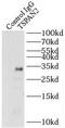 Tetraspanin 2 antibody, FNab09059, FineTest, Immunoprecipitation image 