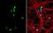 Tenascin R antibody, NBP2-20677, Novus Biologicals, Immunocytochemistry image 