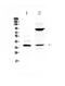 Interleukin 12B antibody, PA5-79461, Invitrogen Antibodies, Western Blot image 