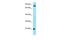 Fibroblast Growth Factor 18 antibody, PA5-45495, Invitrogen Antibodies, Western Blot image 