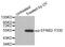 Ephrin B2 antibody, MBS128437, MyBioSource, Western Blot image 