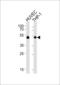 Vasodilator Stimulated Phosphoprotein antibody, LS-C160501, Lifespan Biosciences, Western Blot image 