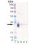 Heme Oxygenase 1 antibody, ADI-SPA-894-D, Enzo Life Sciences, Western Blot image 