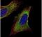 TOM1-like protein 1 antibody, PA5-21760, Invitrogen Antibodies, Immunofluorescence image 