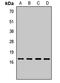 Mago Homolog, Exon Junction Complex Subunit antibody, LS-C668602, Lifespan Biosciences, Western Blot image 