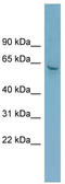 Zinc Finger Protein 117 antibody, TA342455, Origene, Western Blot image 