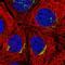 ZNT6 antibody, HPA055032, Atlas Antibodies, Immunocytochemistry image 