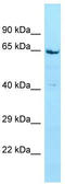 Syntaxin Binding Protein 4 antibody, TA337740, Origene, Western Blot image 