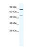 Zinc Finger Protein 12 antibody, NBP1-80276, Novus Biologicals, Western Blot image 