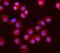 O-GlcNAcase antibody, A32463, Boster Biological Technology, Immunofluorescence image 