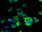 ATP Synthase Membrane Subunit 6.8PL antibody, A51636-100, Epigentek, Immunofluorescence image 