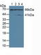 Apoptosis Inducing Factor Mitochondria Associated 1 antibody, LS-C292922, Lifespan Biosciences, Western Blot image 