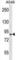 Pannexin 2 antibody, abx030833, Abbexa, Western Blot image 