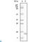 Synuclein Alpha antibody, LS-C814077, Lifespan Biosciences, Western Blot image 