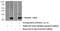 Mannosidase Beta Like antibody, 16028-1-AP, Proteintech Group, Western Blot image 