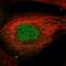 AMMECR1 Like antibody, HPA057234, Atlas Antibodies, Immunocytochemistry image 