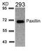Paxillin antibody, 79-358, ProSci, Western Blot image 
