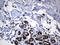 Arachidonate 5-Lipoxygenase antibody, LS-C791054, Lifespan Biosciences, Immunohistochemistry paraffin image 