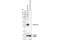 Arginase 1 antibody, 93668T, Cell Signaling Technology, Western Blot image 