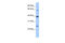 Cytosolic Iron-Sulfur Assembly Component 1 antibody, 25-201, ProSci, Enzyme Linked Immunosorbent Assay image 