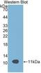 Apolipoprotein C3 antibody, abx131732, Abbexa, Western Blot image 