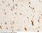 Serpin Family I Member 1 antibody, 11107-RP02, Sino Biological, Immunohistochemistry frozen image 