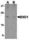 B9 Domain Containing 1 antibody, orb75730, Biorbyt, Western Blot image 