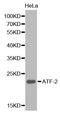 Activating Transcription Factor 2 antibody, abx126834, Abbexa, Western Blot image 