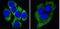 Keratin 8 antibody, GTX83140, GeneTex, Immunofluorescence image 