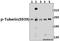 TSC Complex Subunit 2 antibody, A00229S939, Boster Biological Technology, Western Blot image 