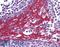 Forkhead Box O3 antibody, LS-B3932, Lifespan Biosciences, Immunohistochemistry paraffin image 