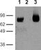 Ectonucleoside Triphosphate Diphosphohydrolase 1 antibody, 16-0391-83, Invitrogen Antibodies, Western Blot image 