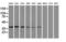 DNA Fragmentation Factor Subunit Alpha antibody, LS-C114354, Lifespan Biosciences, Immunofluorescence image 