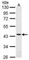 Citrulline--aspartate ligase antibody, NBP1-31522, Novus Biologicals, Western Blot image 