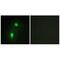 Heterogeneous Nuclear Ribonucleoprotein C (C1/C2) antibody, A02726, Boster Biological Technology, Immunofluorescence image 