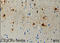 C-X3-C Motif Chemokine Receptor 1 antibody, 824004, BioLegend, Immunohistochemistry paraffin image 
