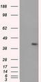 Mitochondrial Translational Release Factor 1 Like antibody, LS-C115108, Lifespan Biosciences, Western Blot image 