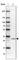 Mitochondrial Ribosomal Protein S2 antibody, HPA057261, Atlas Antibodies, Western Blot image 
