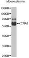 Potassium Voltage-Gated Channel Subfamily A Member 2 antibody, STJ28217, St John